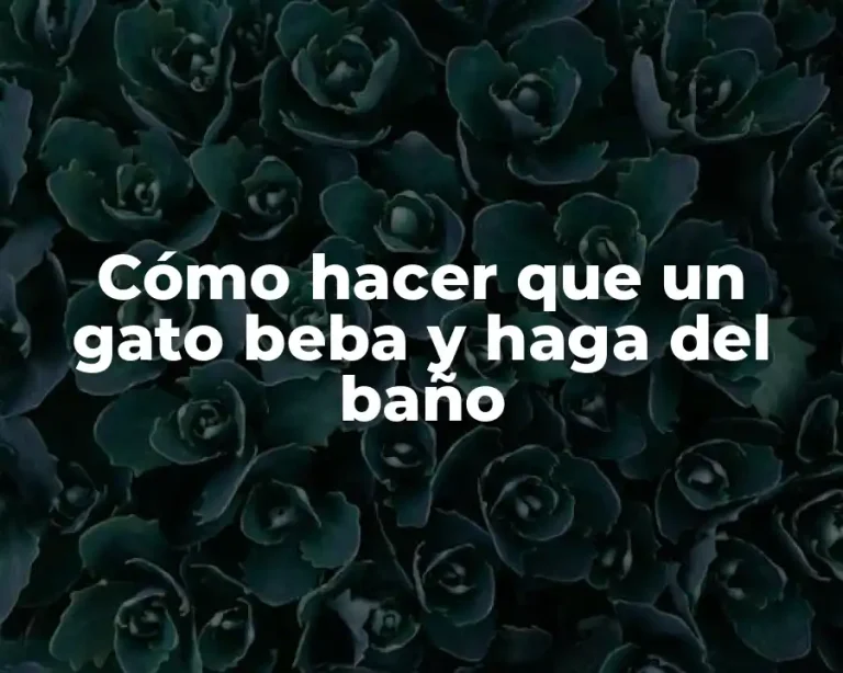 Cómo hacer que un gato beba y haga del baño