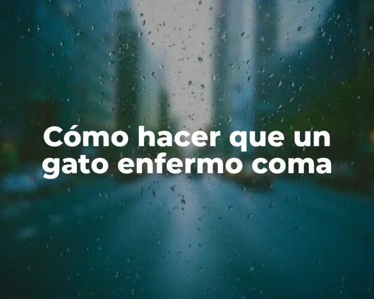Cómo hacer que un gato enfermo coma