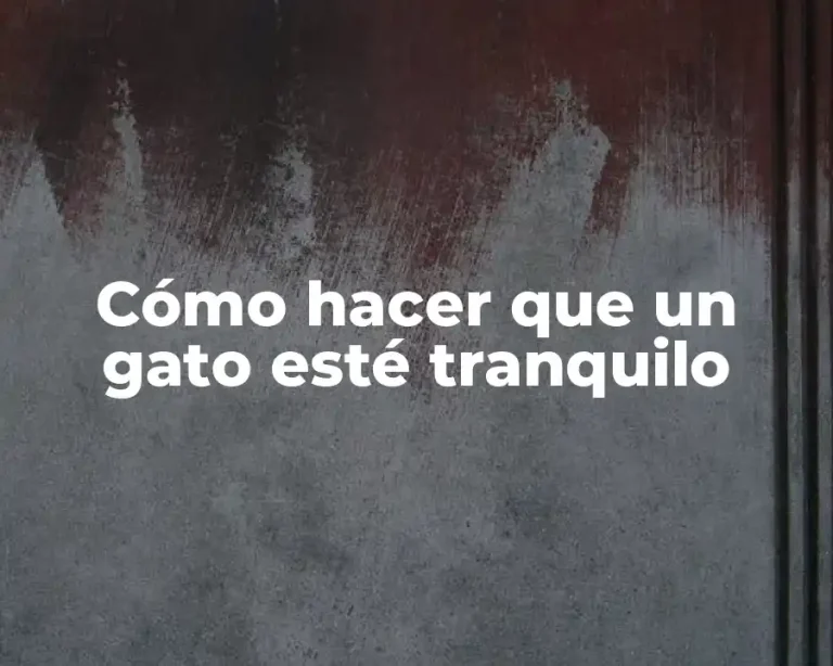 Cómo hacer que un gato esté tranquilo