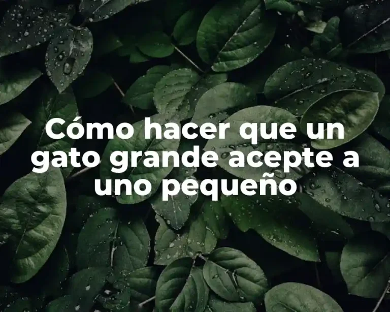 Cómo hacer que un gato grande acepte a uno pequeño