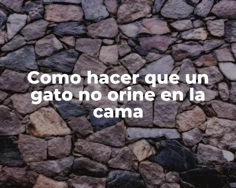 Como hacer que un gato no orine en la cama