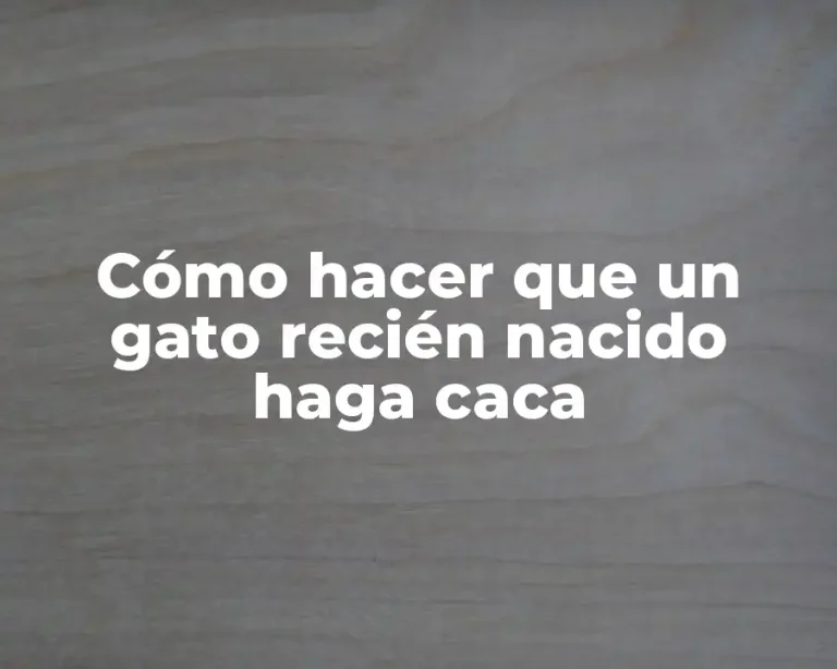 Cómo hacer que un gato recién nacido haga caca