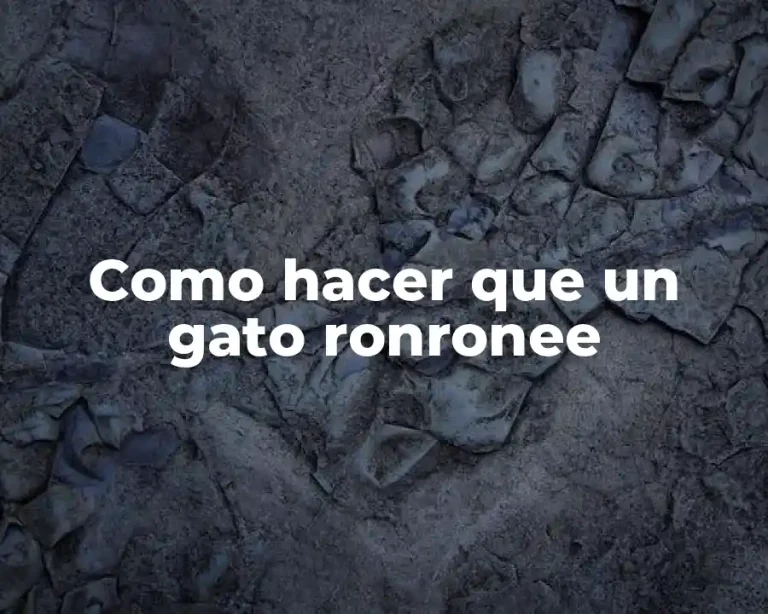 Como hacer que un gato ronronee