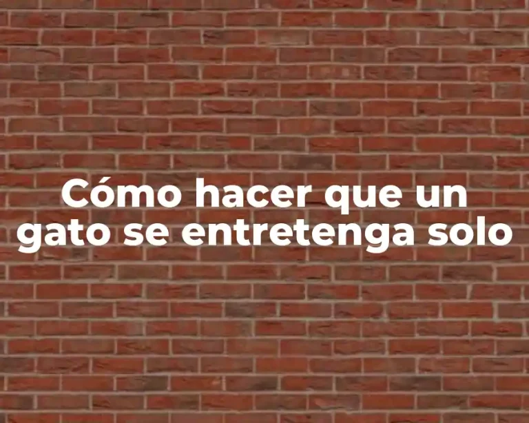 Cómo hacer que un gato se entretenga solo