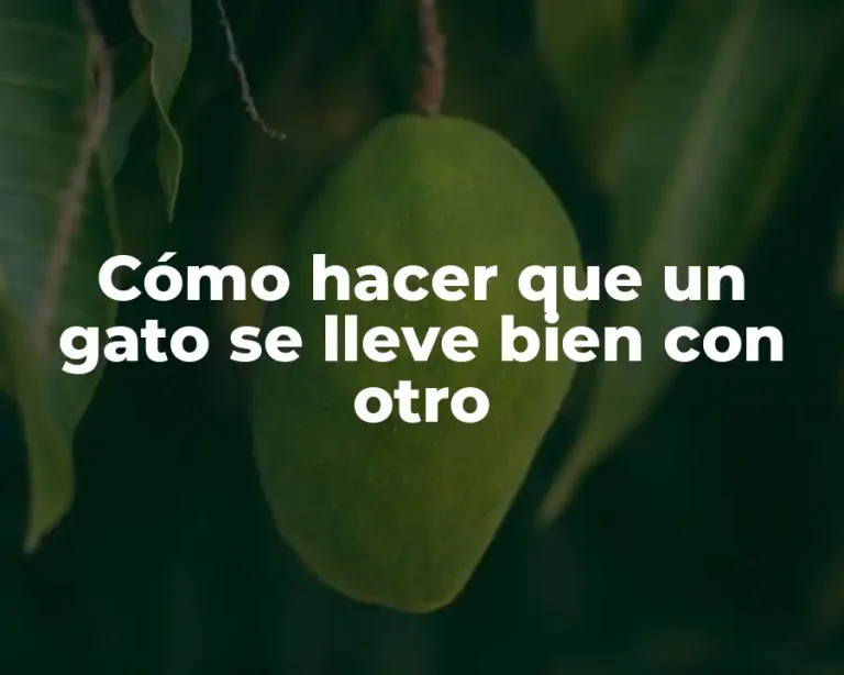 Cómo hacer que un gato se lleve bien con otro
