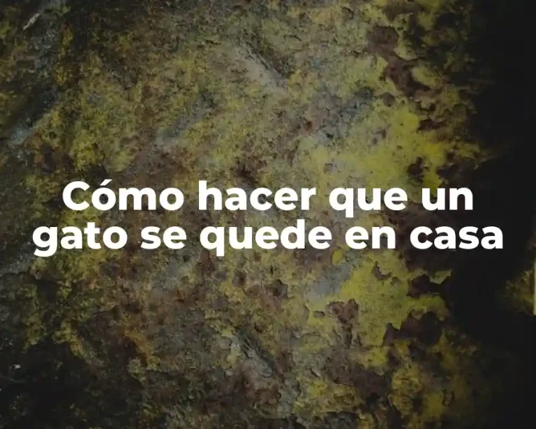 Cómo hacer que un gato se quede en casa