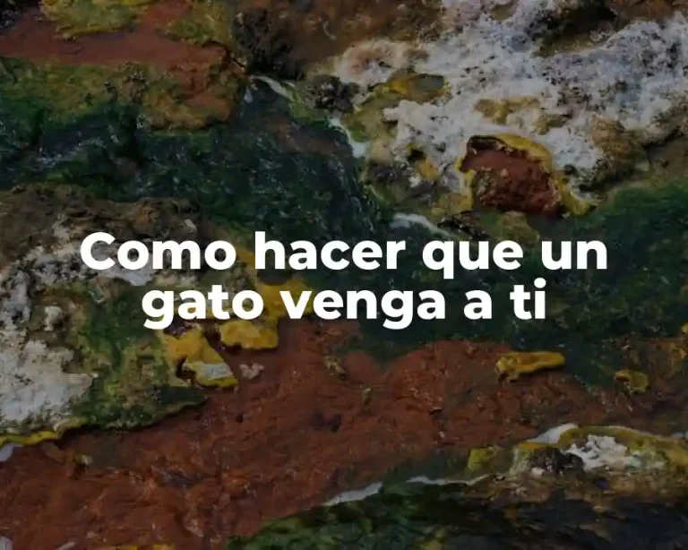 Como hacer que un gato venga a ti