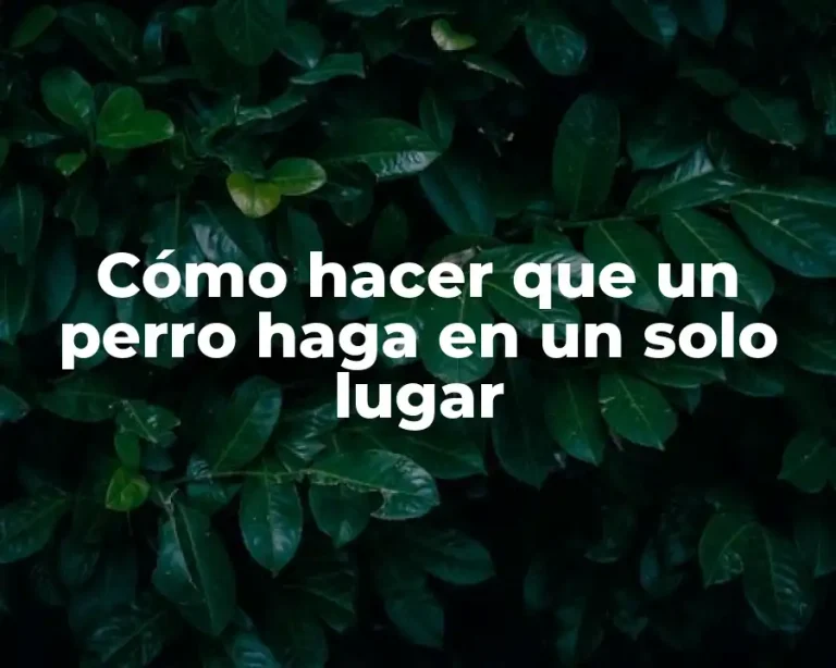 Cómo hacer que un perro haga en un solo lugar