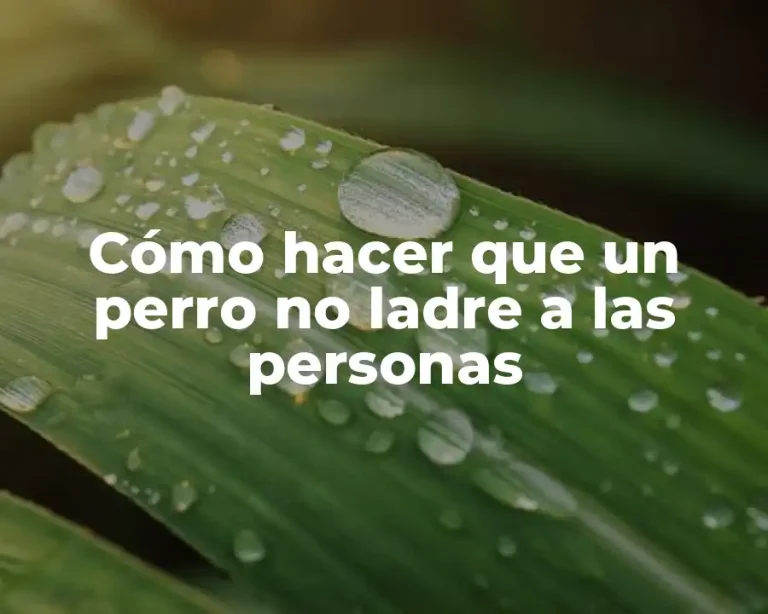 Cómo hacer que un perro no ladre a las personas