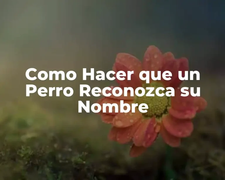 Como Hacer que un Perro Reconozca su Nombre