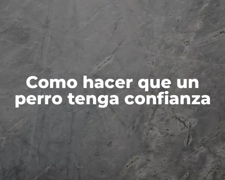 Como hacer que un perro tenga confianza