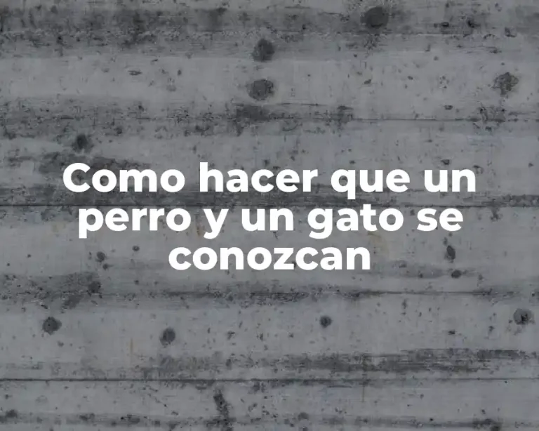 Como hacer que un perro y un gato se conozcan
