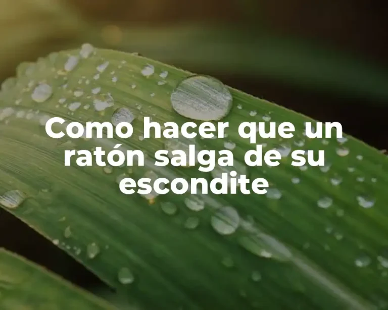 Como hacer que un ratón salga de su escondite