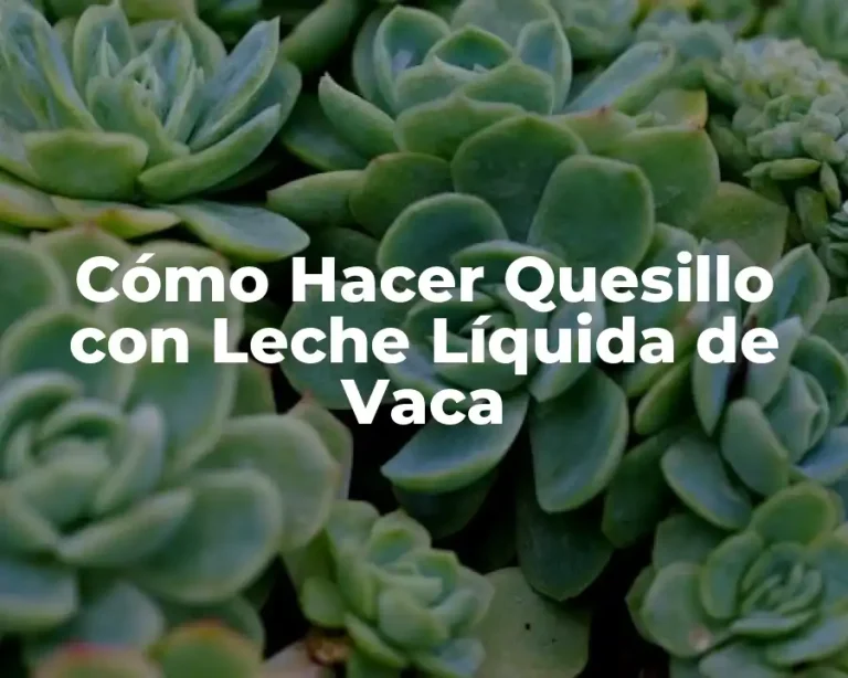 Cómo Hacer Quesillo con Leche Líquida de Vaca