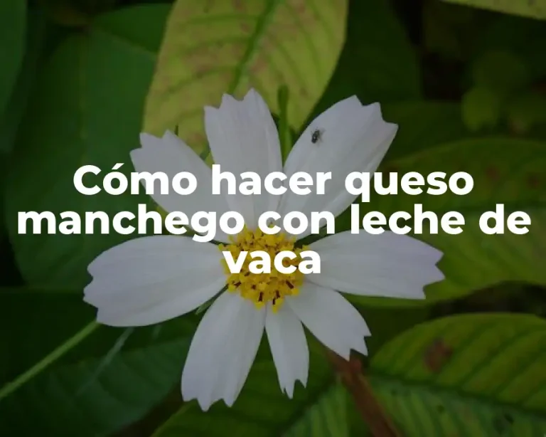 Cómo hacer queso manchego con leche de vaca