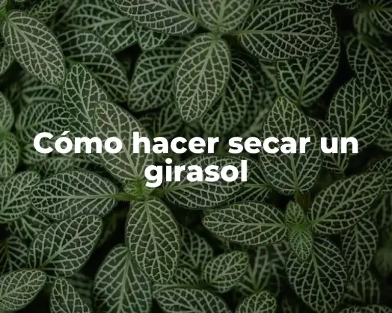 Cómo hacer secar un girasol