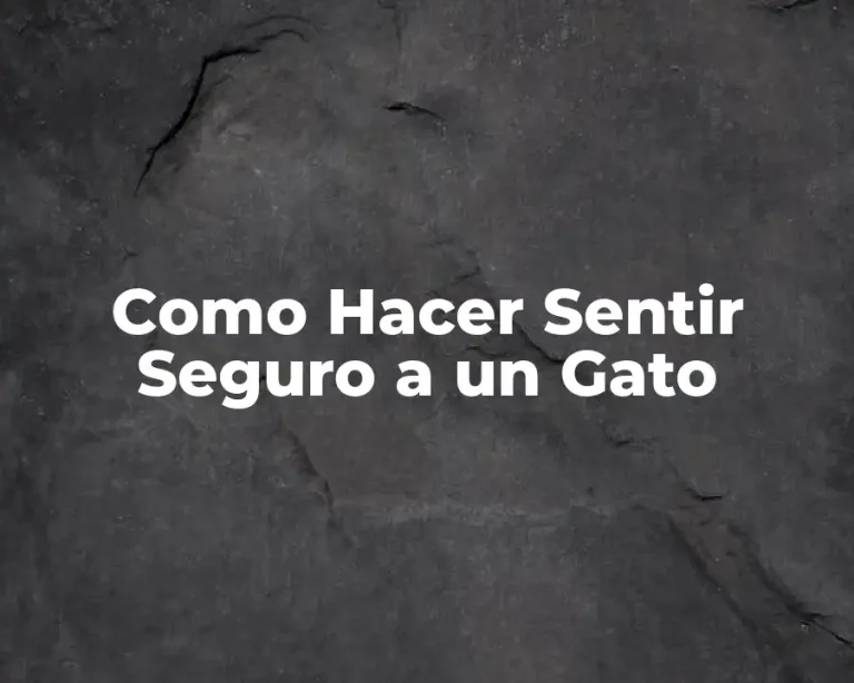 Como Hacer Sentir Seguro a un Gato