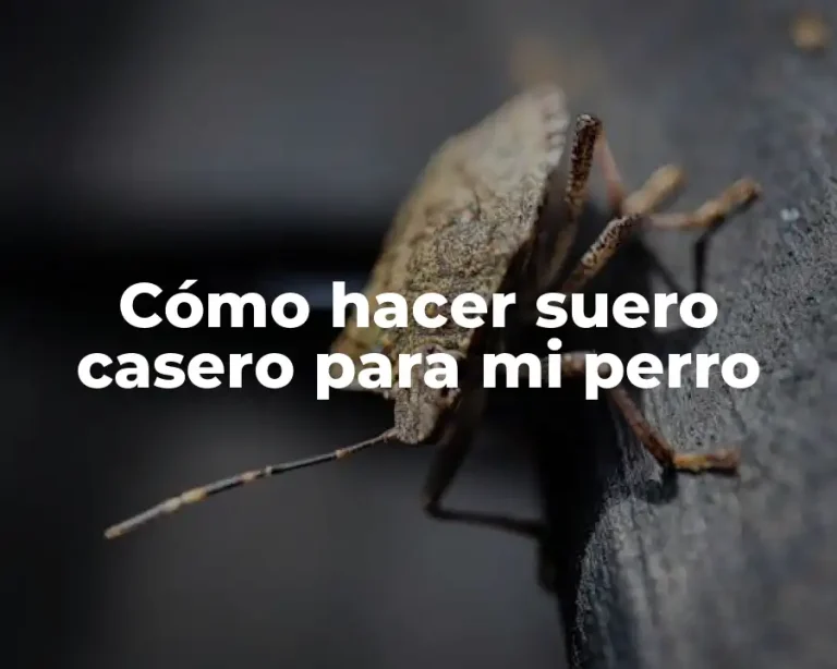 Cómo hacer suero casero para mi perro