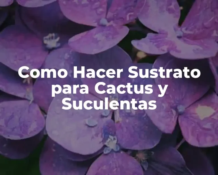 Como Hacer Sustrato para Cactus y Suculentas