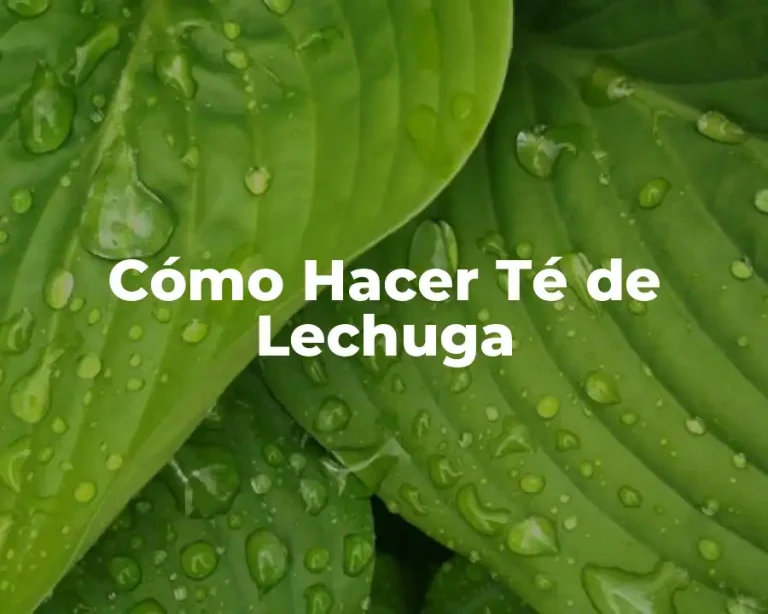 Cómo Hacer Té de Lechuga