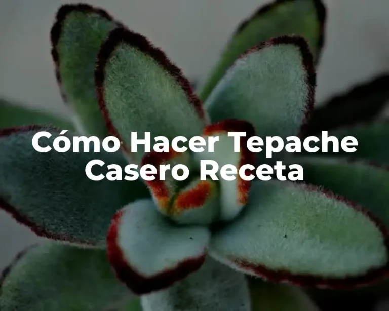 Cómo Hacer Tepache Casero Receta