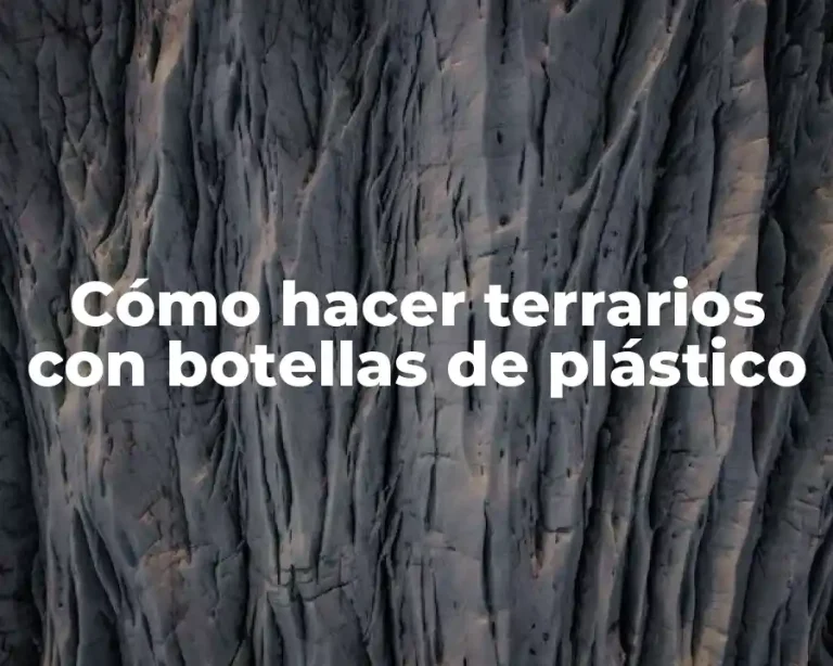 Cómo hacer terrarios con botellas de plástico