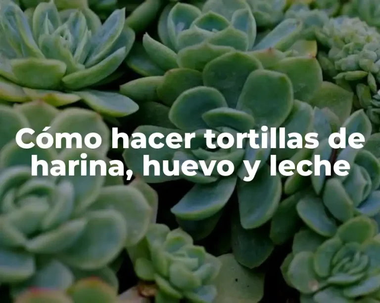 Cómo hacer tortillas de harina, huevo y leche