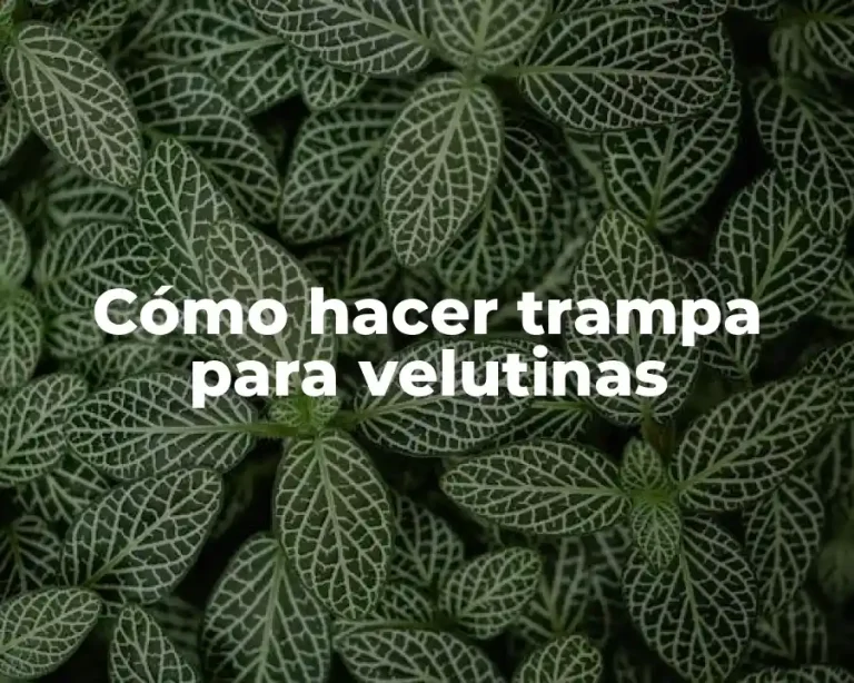 Cómo hacer trampa para velutinas
