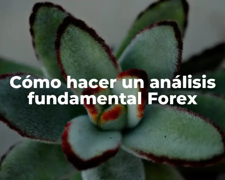 Cómo hacer un análisis fundamental Forex