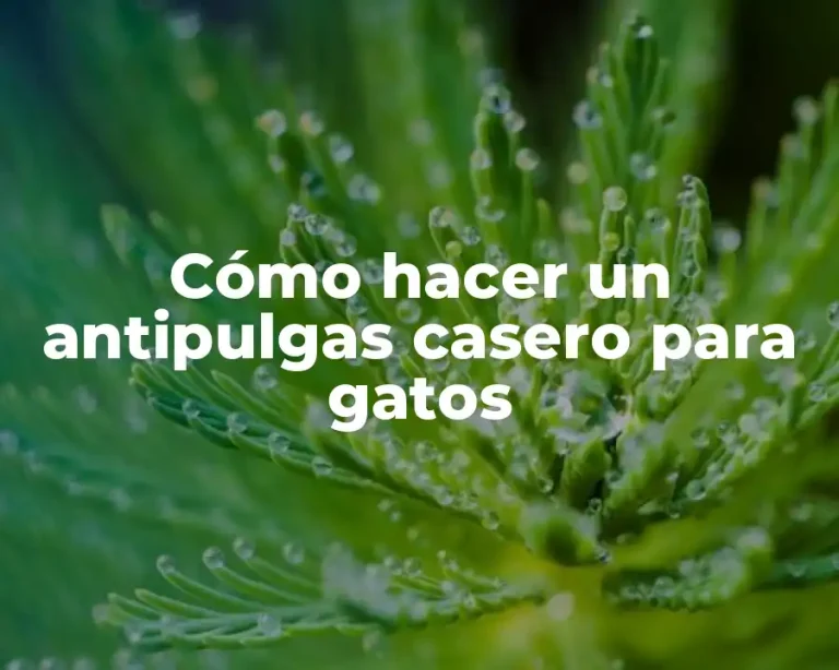 Cómo hacer un antipulgas casero para gatos
