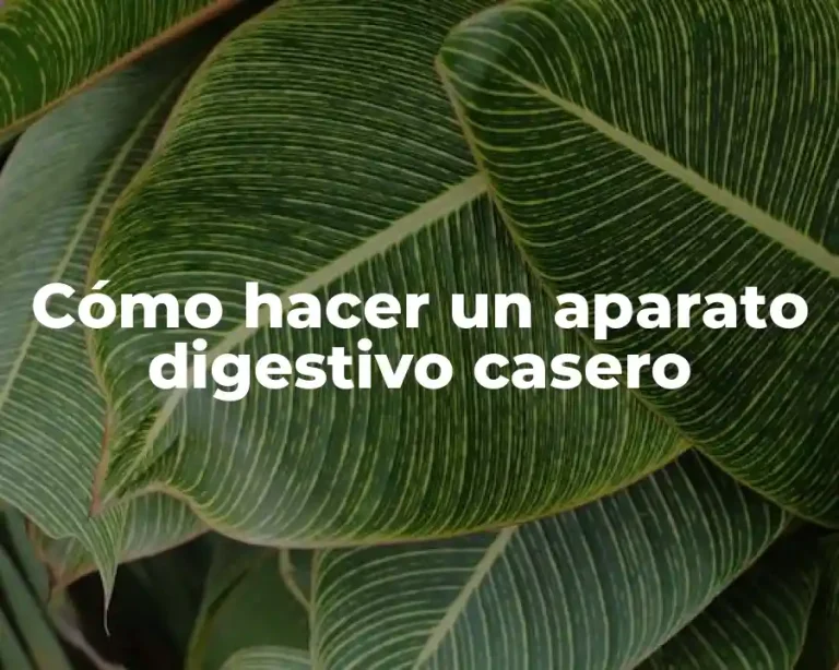 Cómo hacer un aparato digestivo casero