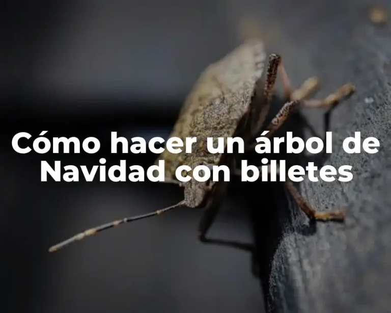 Cómo hacer un árbol de Navidad con billetes