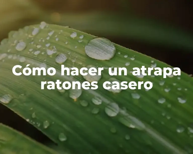 Cómo hacer un atrapa ratones casero