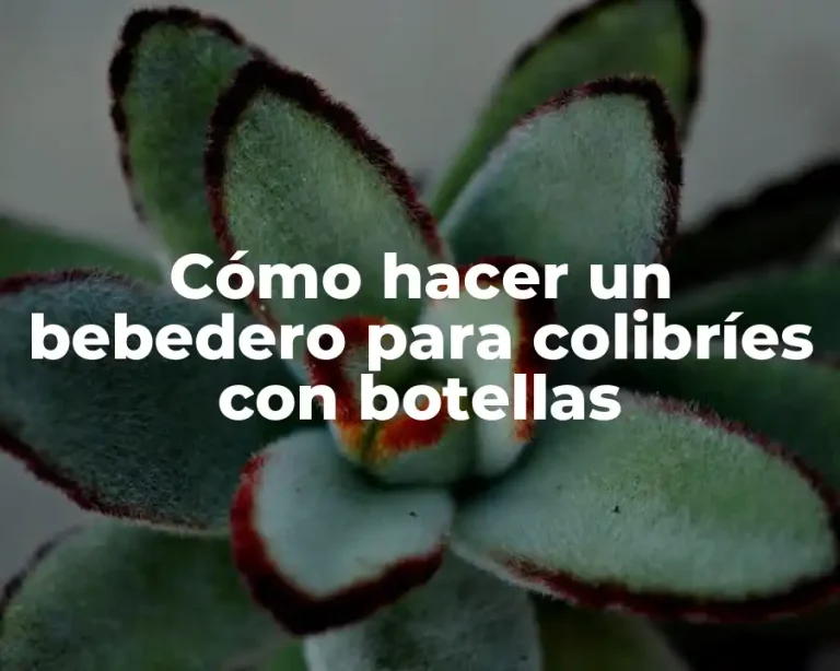 Cómo hacer un bebedero para colibríes con botellas