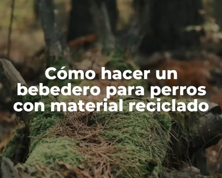 Cómo hacer un bebedero para perros con material reciclado