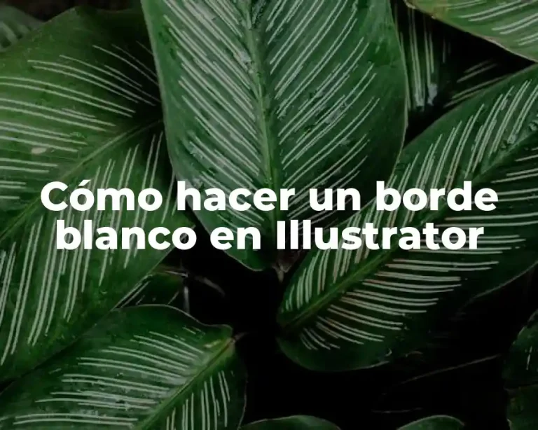 Cómo hacer un borde blanco en Illustrator