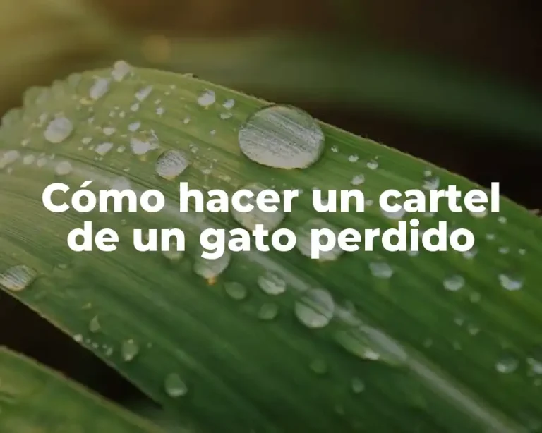 Cómo hacer un cartel de un gato perdido