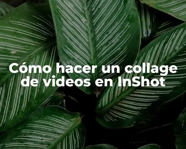 Cómo hacer un collage de videos en InShot