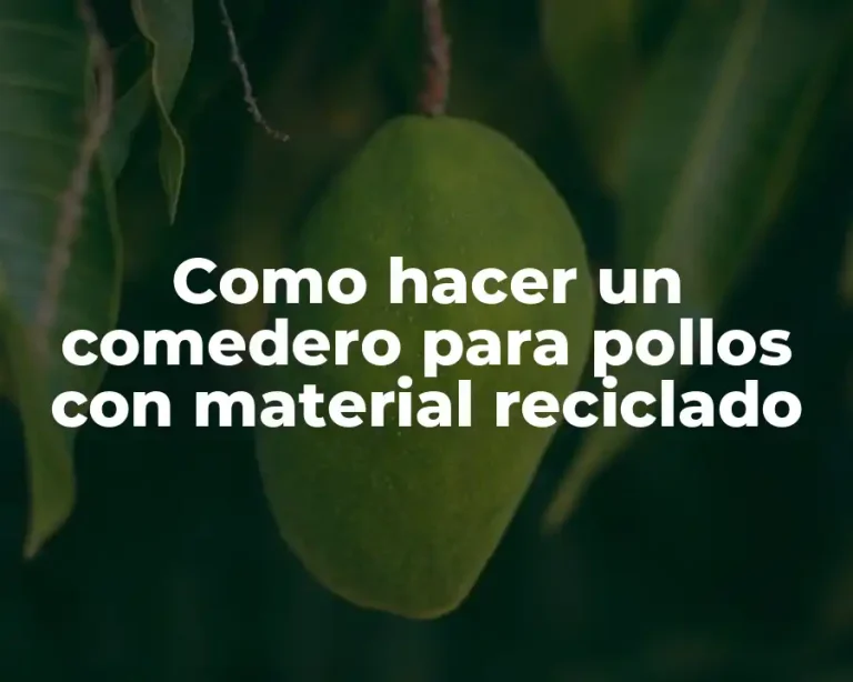 Como hacer un comedero para pollos con material reciclado