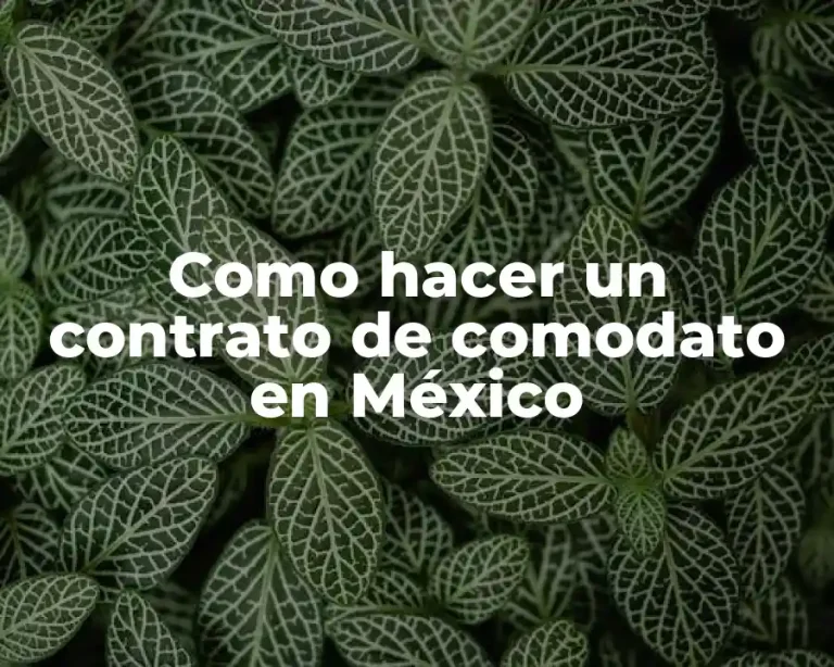 Como hacer un contrato de comodato en México