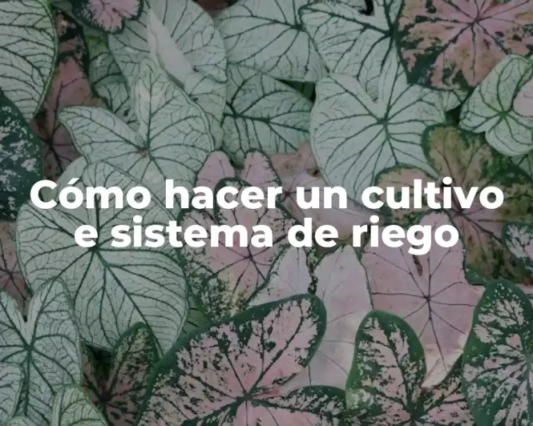 Cómo hacer un cultivo e sistema de riego