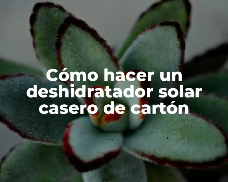 Cómo hacer un deshidratador solar casero de cartón
