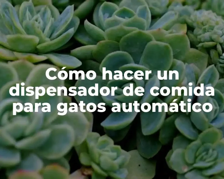 Cómo hacer un dispensador de comida para gatos automático