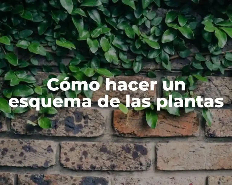 Cómo hacer un esquema de las plantas