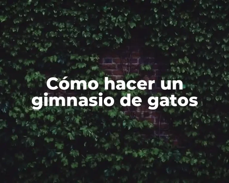 Cómo hacer un gimnasio de gatos