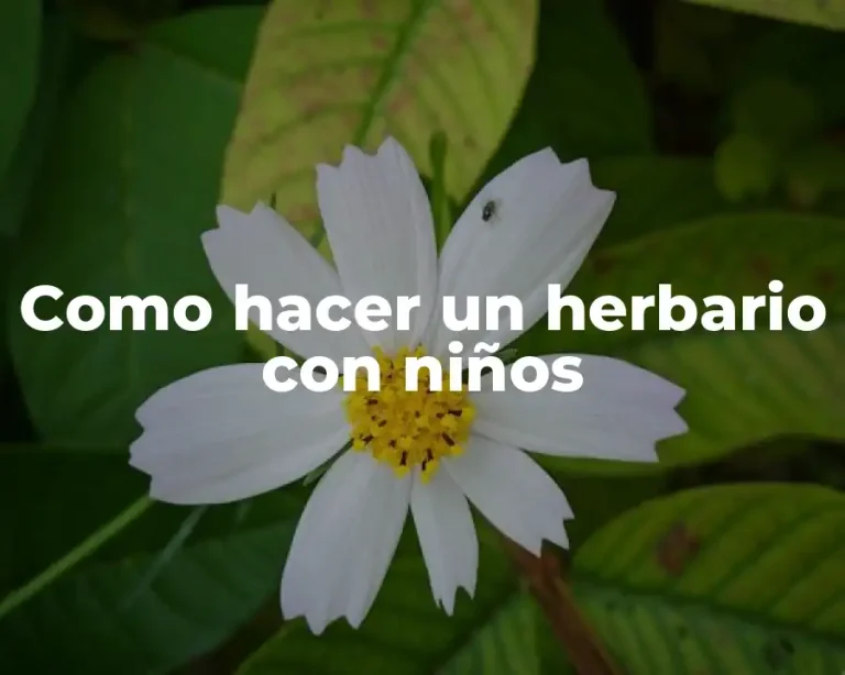 Como hacer un herbario con niños