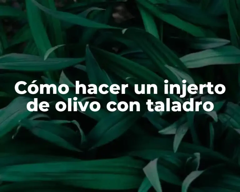 Cómo hacer un injerto de olivo con taladro