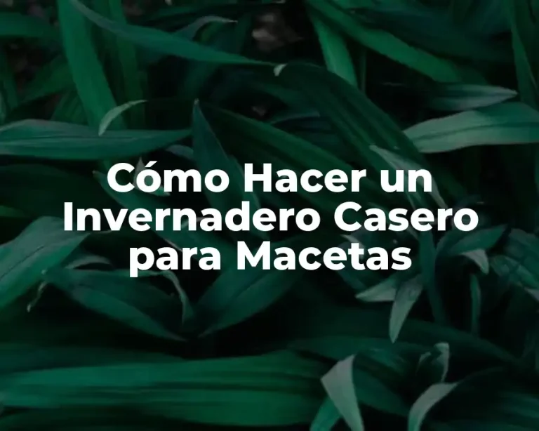 Cómo Hacer un Invernadero Casero para Macetas