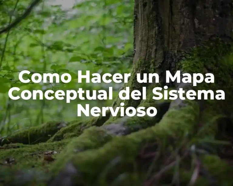 Como Hacer un Mapa Conceptual del Sistema Nervioso