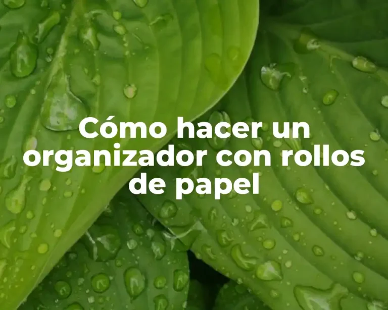 Cómo hacer un organizador con rollos de papel